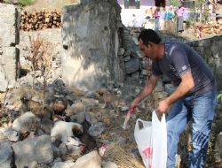 Bir batında 20 yavru doğurdu